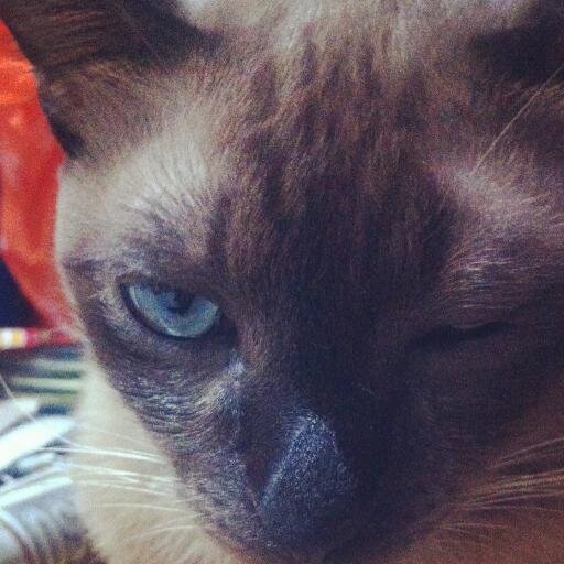 Siamese Cat ติดเทรนด์ 00K เสือบ้อกแบ้ก และน้อลคาบิบาร่าควีนเคะออมก้อน