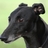 greyhound