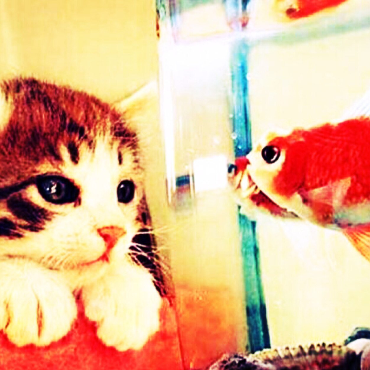 H26.2生れスコのアリスさんと猫生活ʕ•̫͡•ʔ♡ʕ•̫͡•ʔ