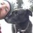 blackwaggingdog's profile image