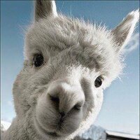 Wonder Llama 🦙☘️(@SirWonderLlama) 's Twitter Profile Photo