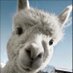 Wonder Llama 🦙☘️ (@SirWonderLlama) Twitter profile photo