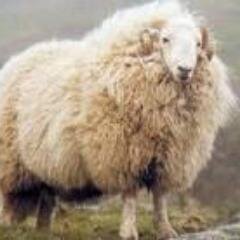 Nutritional Solutions for Modern Livestock