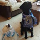 Bernabé campos Garcí - @campillo26 - Twitter