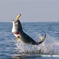 World Fishing Guide (@valerio1110) 's Twitter Profile