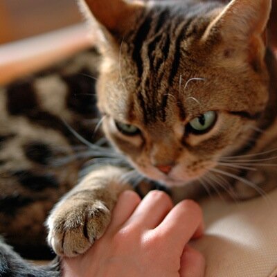 我が家の猫現在は5匹中4匹が茶色。我が家に縁のあった猫がおおむね茶色。
https://t.co/ONOmDS7ies