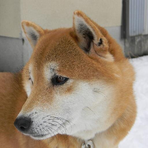 ただの柴犬好き(2025.6.18更新)