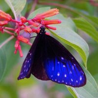 Pella Perreira (@pell4perreira) 's Twitter Profile