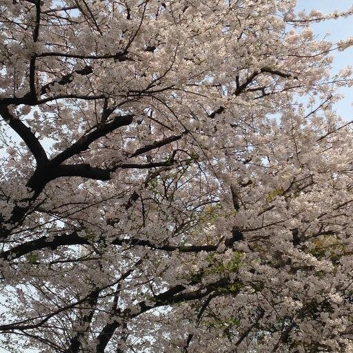 AI好き😊北九州市の人🙍‍♂️ ほっこりするポストをなるべくしたいと思ってます٩( 'ω' )و #チームみらい、#チみ のサポーターです♪