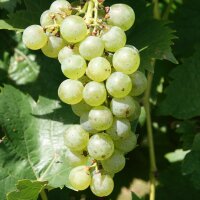 Virginia Wine Time (@vawinetime) 's Twitter Profile Photo