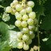 Virginia Wine Time (@vawinetime) Twitter profile photo