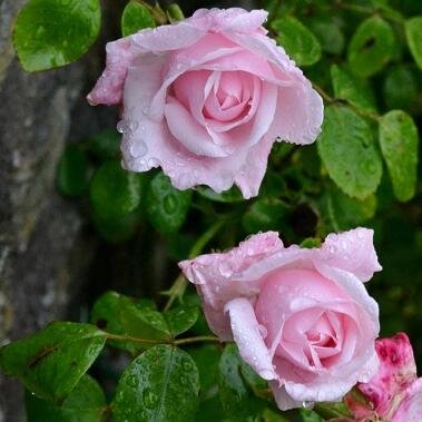 Hals3yKidd's profile picture. Award-winning tv geek ...Practical