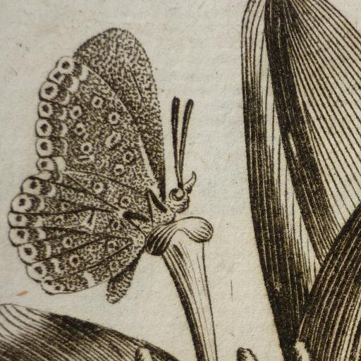 Tweeting news and interesting things from the Cory Library, the home of the @cubotanicgarden's printed and archival collections. Now part of @sbslibraries.