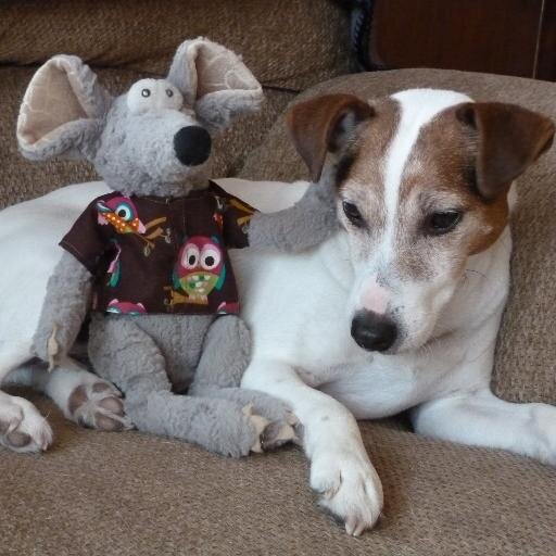 Huntyr, a Jack Russell Terrier. Ryko, the rat, is my buddy!
Huntyr picture adventures=https://t.co/JJ8rbhRU7o
I is now over rainbow bridge but I still loves my friends