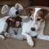 kyba's profile picture. Huntyr, a Jack Russell Terrier. Ryko, the rat, is my buddy!
Huntyr picture adventures=https://t.co/JJ8rbhRU7o
I is now over rainbow bridge but I still loves my friends