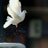 fatle12's profile image