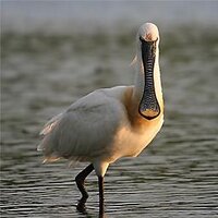 Urdaibai Bird Center (@birdcenter_) 's Twitter Profile