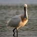 Urdaibai Bird Center (@birdcenter_) Twitter profile photo