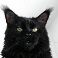 ema.begemot (@emabegemot) 's Twitter Profile