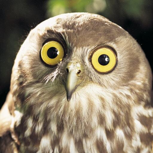 Ireland's favourite owl. Star of the longest running chat show in the history of television. Live tweeting from #latelate studio on Friday nights. Tweet Twoo!