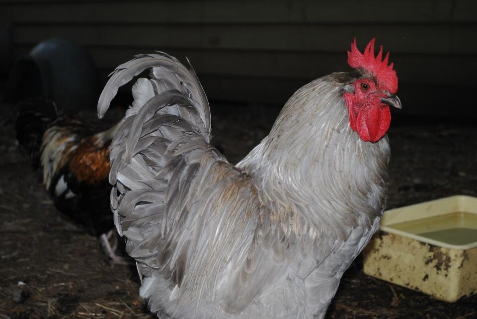 BackyardBlessin's profile picture. Homeschool, Christian, #2A, #TCOT, W. Washington family. Faves are books, coffee, yarn and hooping. WA State Coordinator for 1 Million Moms Against Gun Control.