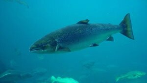 The Inner Bay of Fundy Atlantic salmon is a species on the brink of extinction.