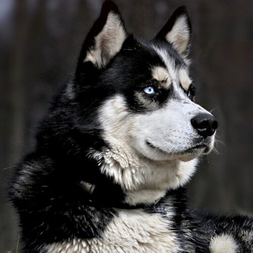 nuniiz_555's profile picture. 