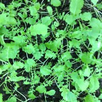 Boneyard Seed LLC® (@boneyardseed) 's Twitter Profile