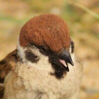 団地のスズメ (@dantinosuzume) 's Twitter Profile Photo