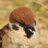dantinosuzume's profile image