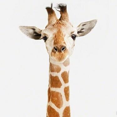 pav_love_giraf's profile picture. 