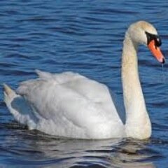 Grasmere Swan