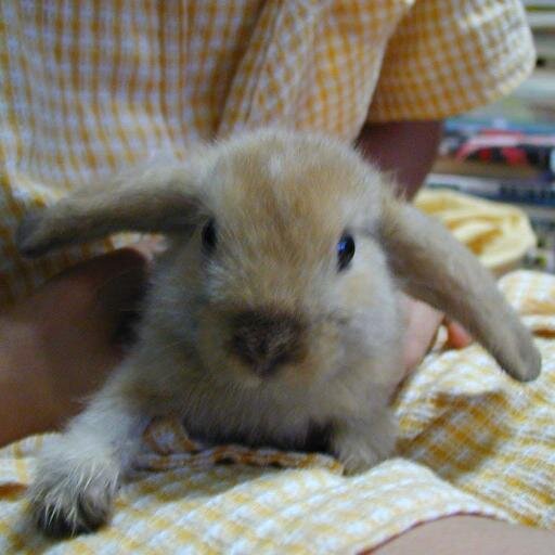 _hidemi_'s profile picture. プログラマやってます。どこぞでこっそりコラムを書いてることもあります。でもIT関係のことはあまりつぶやかないで、ほとんど『ジャンプ』ネタです。すみません。IT関連の話題をOFFってるわけではないので、話を振ってくるのはご随意に。