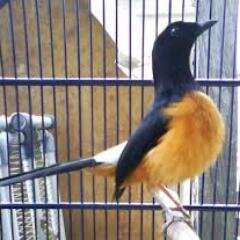 kicau burung murai batu borneo