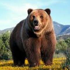 TheBigBearUK Profile Picture