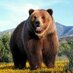 The BigBear UK (@thebigbearuk) Twitter profile photo