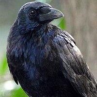 RavenVal (@ravenval) 's Twitter Profile