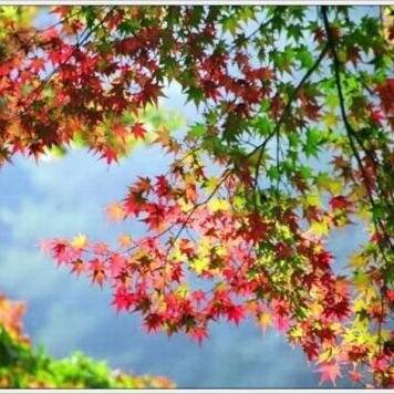 Gerd4Lyons's profile picture. Writer . ,   sometimes,  Twitter expert