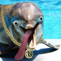 BTCDolphin's profile picture. AKA Max_S_Dolphin