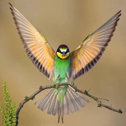 MUEVETUVIDAYTUP's profile picture. 