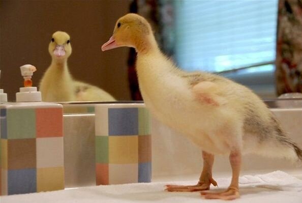 A Duck trying to inspire the world