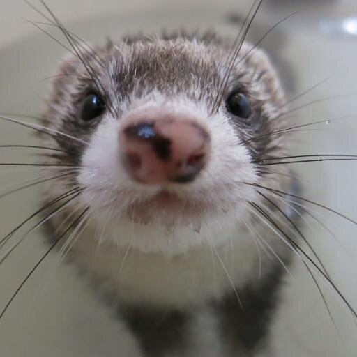 Goran (The Ferret)さんのプロフィール画像