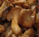 MistyMt's profile picture. Wholesaler of cultivated and wild  fresh mushrooms
