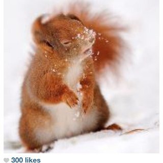 Just your everyday Squirrel