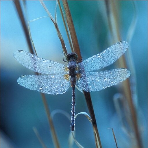 desamm's profile picture. 