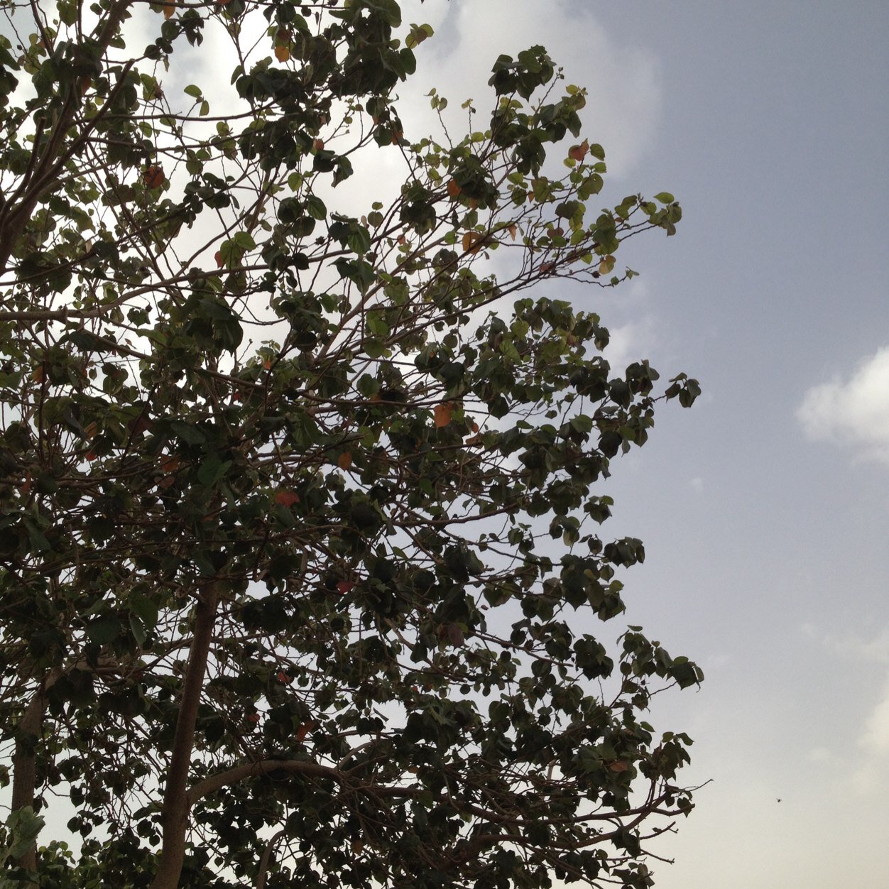 abdullahq_10's profile picture. طالب في تحفيظ القران الكريم / رجل مسلم مسالم هدفي الفائده وآلأفاده للجميع ولكم شكري وتقديري / ابو سعيد