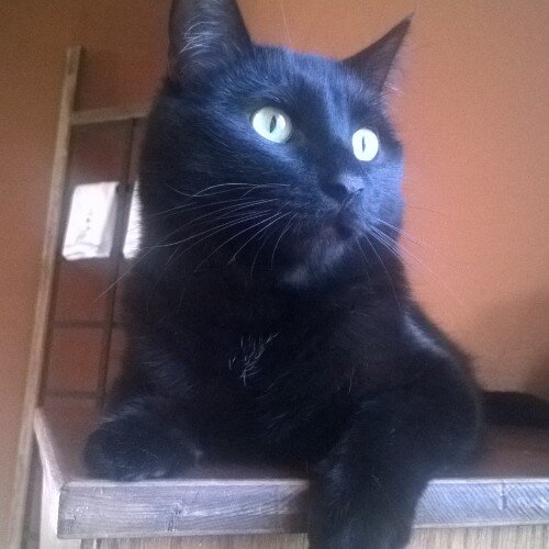 Meow