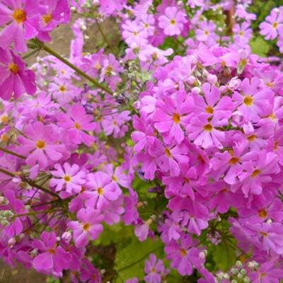 お花と美味しい食べ物＊*そして美しい自然が好きな主婦です＊*