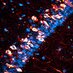 Kosik NeuroSci Lab (@kosiklab) Twitter profile photo Kosik NeuroSci Lab (@kosiklab) Twitter profile photo