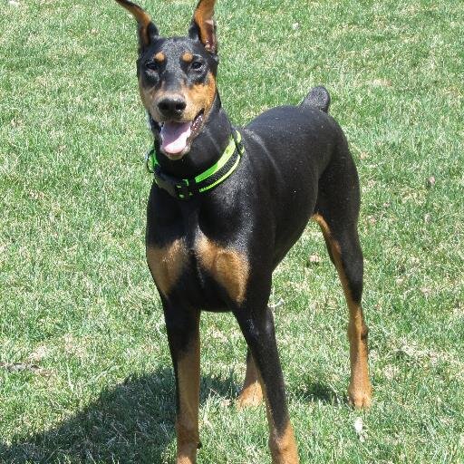 MarjorieSovec's profile picture. Retired